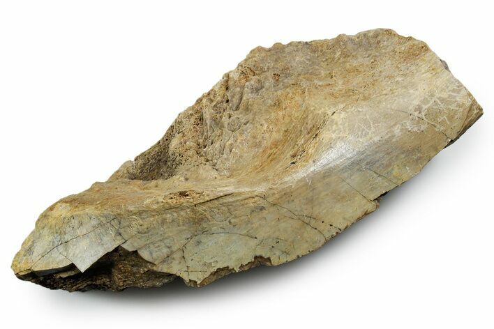 Fossil Tyrannosaur (T rex) Bone Section - Wyoming #353583